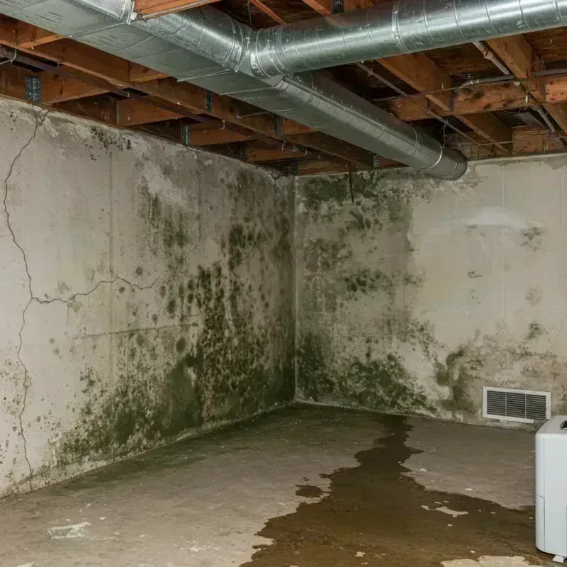 Professional Mold Removal in Sylacauga, AL